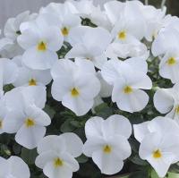   Floral Power F1 Pure White - 5 .