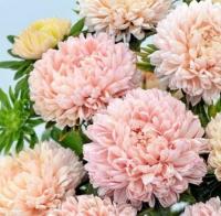   Beautiful Day Salmon Rose - 10 .