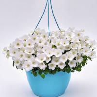   Pearl White - 5 .