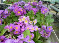 214 MAUVE VICTORIANS - 5 .