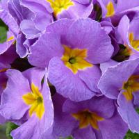214 MAUVE VICTORIANS - 5 .