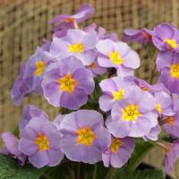 214 MAUVE VICTORIANS - 5 .