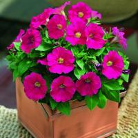   PICOBELLA F1 ROSE - 5 .