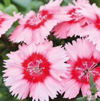   Diana Scarlet Picotee imp. - 5 .