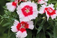   Diana Red Centred White - 5 .
