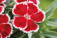   Diana Scarlet bicolor. ! - 5 .