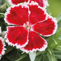   Diana Scarlet bicolor. ! - 5 .
