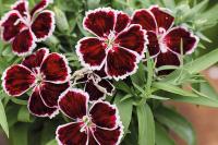   Diana Crimson bicolor. ! - 5 .