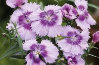   Diana Lavender Picotee- 5 .