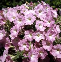    Nuvolari F1 pastel pink - 5 .