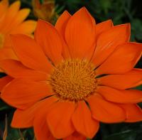   ENORMA orange - 5 .