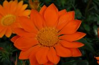   ENORMA orange - 5 .