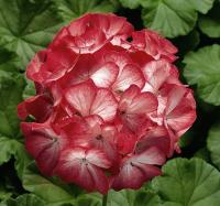   RINGO 2000 F1 Scarlet Star - 3 .