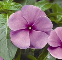  SunStorm F1 purple - 10 .