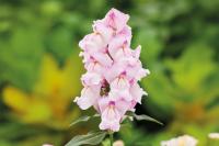   () Snappy F1 Orchid - 10 .