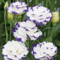   Super Magic F1 CapriBlue Picotee - 5 .