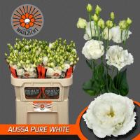  Alissa F1 2 Pure White - 5 .