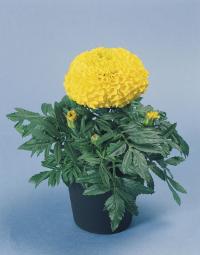   Discovery F1 Yellow - 5 .