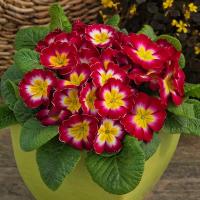  Danessa Rose Bicolor. ! - 5 .