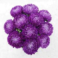 ����� ��������� Lady Coral Dark Blue - 10 ��.