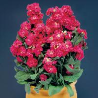  Cinderella Red - 10 .