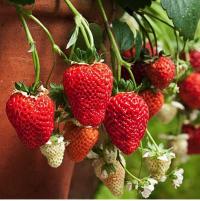 ��������� ������������ ����� F1 - 3 ��.