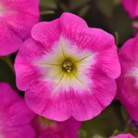   E3 Easy Wave Rose Morn. ! - 5 .