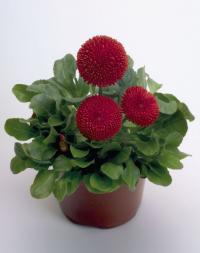  Tasso RED - 10 