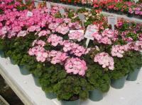   Nano F1 Appleblossom- 3 .