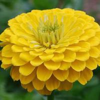   Benary's Giant Golden Yellow - 5 .