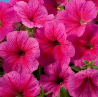   Celebrity Strawberry Ice - 10 .