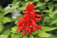   Reddy lime leaved red. ! - 10 .