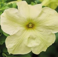   Limbo GP Yellow lime. ! - 10 .