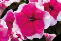   Mambo GP F1 Rose picotee. ! - 10 .