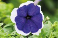   Mambo GP F1 Blue picotee. ! - 10 .