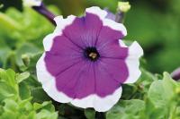   Mambo GP F1 Violet picotee. ! - 10 .