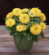  Preciosa F1 Light yellow - 3 .
