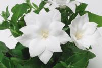   Astra Semi-Double White - 5 .