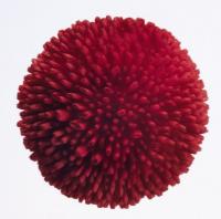  Tasso RED - 10 
