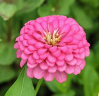   Benary's Giant Bright Pink - 5 .