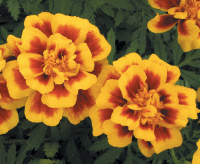   Safari Yellow Fire - 10 .