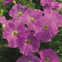   PICOBELLA F1 LIGHT LAVENDER - 5 .