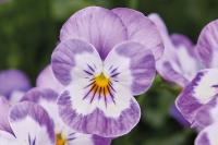   Corina F1 lavender face - 5 .