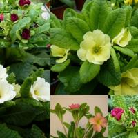 547 JACK IN THE GREEN - seeds - 5 .