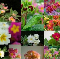549 Enthusiast's Seed Mix - 5 .