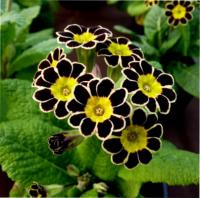 550 GOLD LACED POLYANTHUS - 5 .