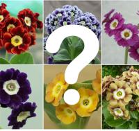 555-D NAMED BORDER AURICULAS - 5 .