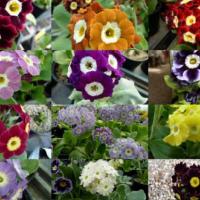 557- BARNHAVEN BORDER AURICULAS - 5 .