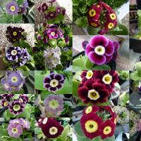 557- BARNHAVEN BORDER AURICULAS - 5 .