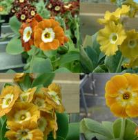 557- BARNHAVEN BORDER AURICULAS - 5 .
